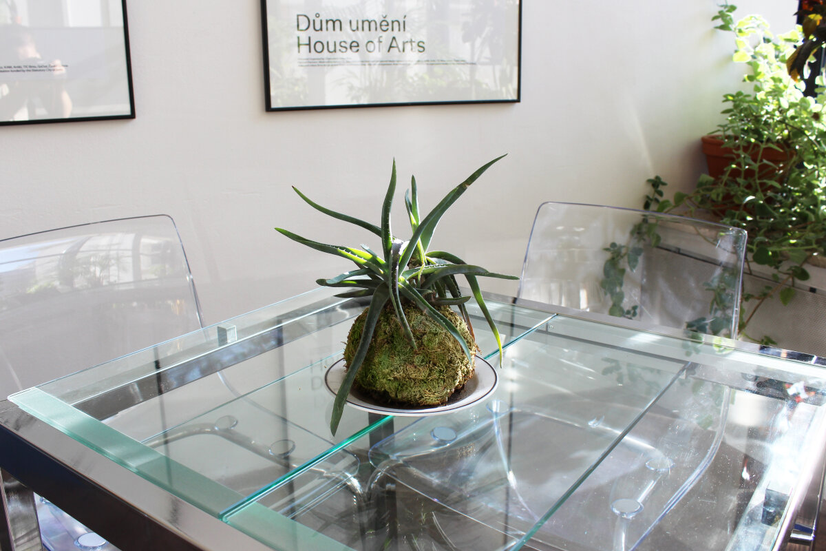 Pro mě v Domě kokedamově